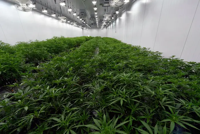 A vast greenhouse of medical marijuana plants being grown before flowering during a media tour of the Curaleaf medical cannabis cultivation and processing facility in Ravena, N.Y.
